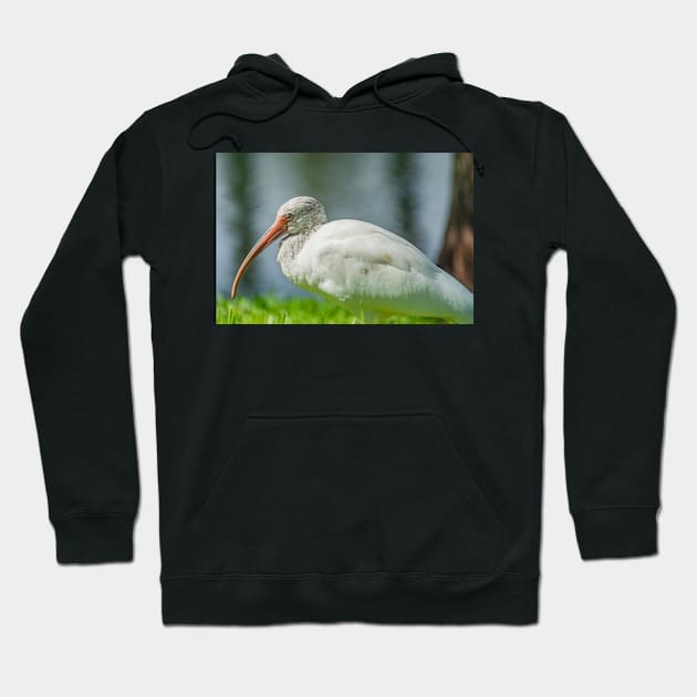 Gatorland Ibis Hoodie by KensLensDesigns